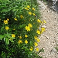  Grigna Meridionale, fiori sul sentiero 8 La Direttissima 