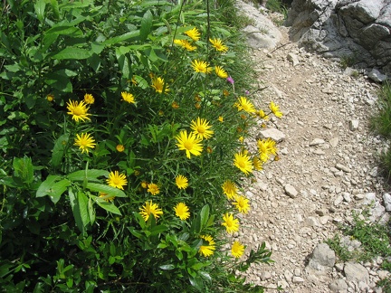  Grigna Meridionale, fiori sul sentiero 8 La Direttissima 