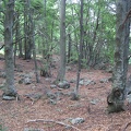  Grigna Meridionale, bosco alla base del versante sud 