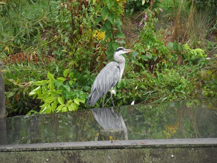  A bird near an irrigation canal 