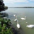  Wildlife of the Donau 