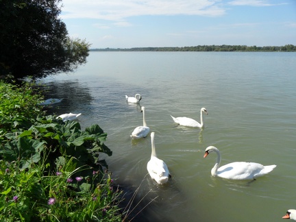  Wildlife of the Donau 