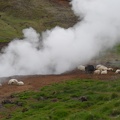  Some sheep near a hot spring 