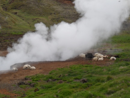  Some sheep near a hot spring 