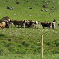  Some cows near the road 