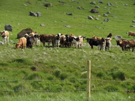 Some cows near the road 