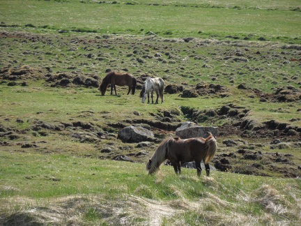  Some horses near the road 36 