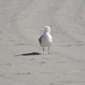  A seagull on the beach 