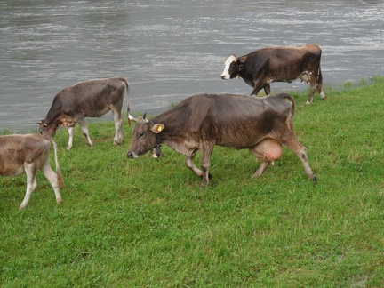  Mucche al pascolo sulla riva del fiume Adda 