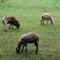 Sheep in Liptovsky Jan