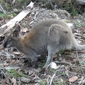  Another wallabie 