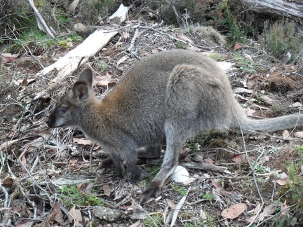  Another wallabie 