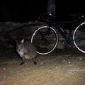  A wallabie near my bicycle 