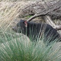  My first tasmanian devil 