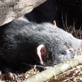  A tasmanian devil sleeping 