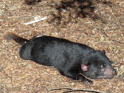  A tasmanian devil sleeping 