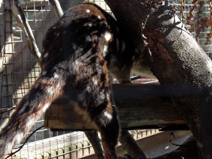  Back of a quoll 
