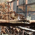  A quoll 