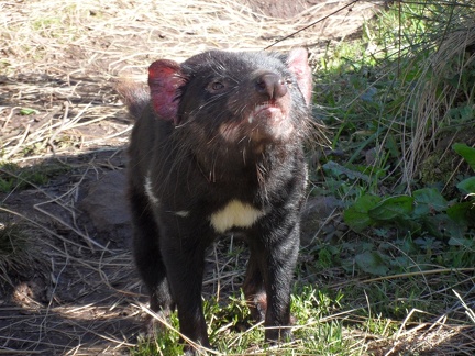  An old tasmanian devil 