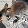  A wallabie searching food from my hands 