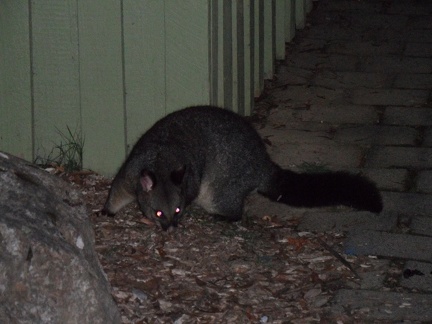  A possum in the night 