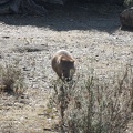  A wombat arrive in my direction 
