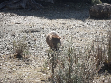  A wombat arrive in my direction 
