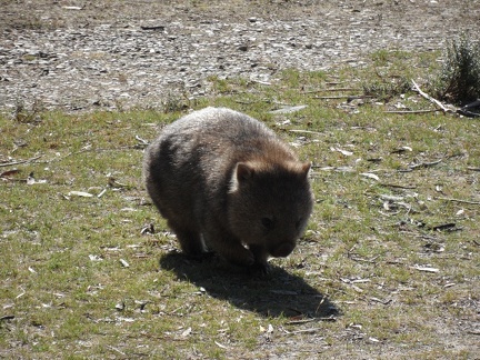  The wombat near me 