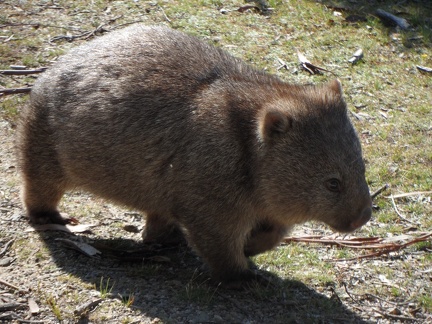  The wombat very close to me 