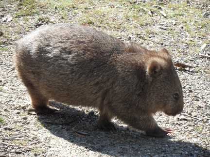  The wombat stop near me 