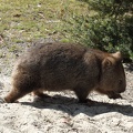  The wombat want to escape from me 