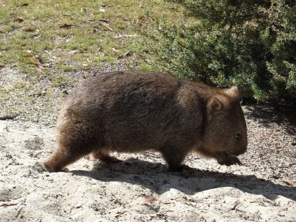  The wombat want to escape from me 