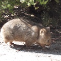  The wombat start running away from me 