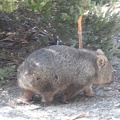  Now the wombat run faster 