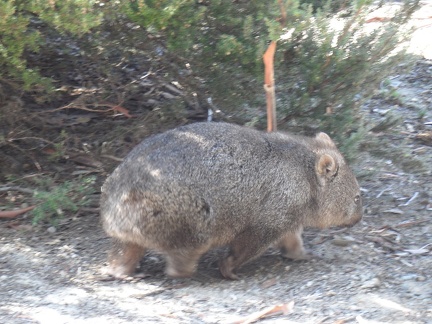 Now the wombat run faster 