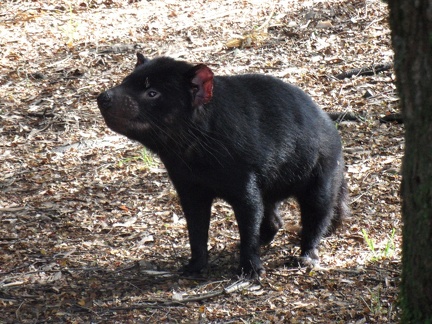  Another tasmanian devil 