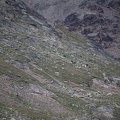 Pecore lungo il sentiero 3